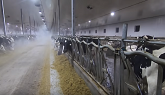 Drying off Cows on a Dairy Farm