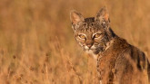 Researching Bobcat Populations in Oklahoma