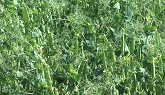 Five tips for applying Miravis Neo Fungicide in pulses