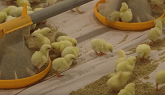 Broiler Management Best Practices: Chick Temperature