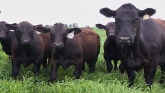 Ensuring a Profitable Cow Herd