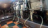Canadian Dairy Farmer Milking Cows