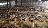 What is a Lamb Feedlot?