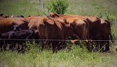 Beef Farmer Sandra Voss Shares Her Co...