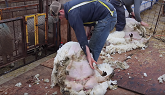 How, when & why we shear our sheep.