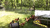 Moving Chickens into the Permaculture Orchard