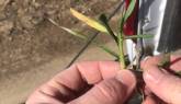 Field Assessing Wheat and all Small G...