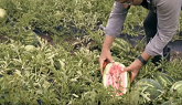 Learn About Our Watermelons With Farmer Dom