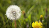 How to Identify and Control Dandelion in Turfgrass