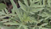 Weed of the Week - Common Ragweed