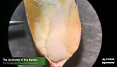 The Anatomy of the Kernel - Pioneer Agronomy