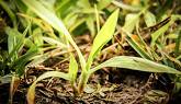How to identify and control Crabgrass