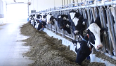 Trusscore in the Elora Research Station - Dairy Facility