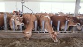 Day in the Life of a Dairy Farmer | M...