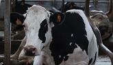 Know the exact reproduction status of every cow in your herd