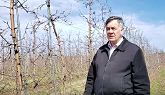 Pruning Honeycrisp for Annual Production