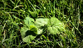 How to identify and control Ground Ivy
