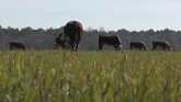 Beef Producers Struggling to Remain O...