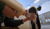Feeding a Calf Her First Colostrum