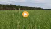 Planting Soybeans Into a Cereal Rye C...