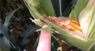 How To Scout For Corn Earworms