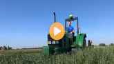 Can Cover Crops Control Marestail (Ho...
