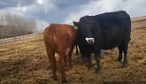 WE BOUGHT SOME COWS! The start of Ama...