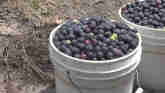 Thanks to Covid-19; It Is Not Blueberry Harvesting as Usual