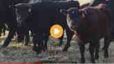 Keeping Cattle Antibiotics Effective