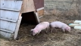 Pig Pen Building Homesteading