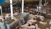 Myth-busting #3: Sorting pigs at placement