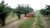 Hazelnut IPM Workshop Part 7: Managing Weeds in Hazelnut Orchards