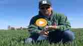 How to Scout Your Wheat Field for Frost Injury