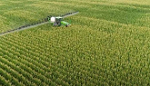 Corn Fungicide in Southern Ontario