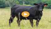 Cow-Calf Corner - Mineral Feeders