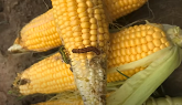 Lepidopteran Pests of Sweet Corn & Beans in Ontario