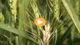 Wheat Stem Sawfly