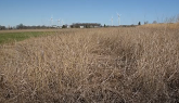 Introduction to Switchgrass Growing in Ontario