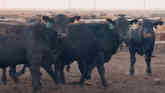Tom Jones – Hy-Plains Feedyard – Progressive cattle feeder