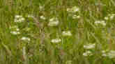 Weed of the Week-Whorled Milkweed