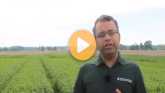 Wheat: Conventional Drill vs. Precisi...