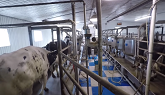 Milking Cows In Our Old Parlour