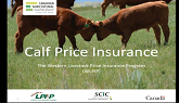 SCIC Online Video - WLPIP - Calf Price Insurance