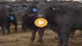 Reimagining Liver Health In Beef Cattle
