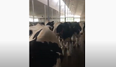 Tour a Dairy Farm