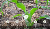 Crop Development Corn Growth Stage V5