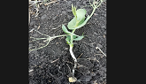 Staging Field Pea Crops