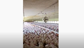 Tour a Turkey Farm
