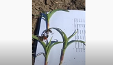 Staging Corn Plants with Missing Leav...