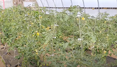 Tomato Trellising, Clipping and Pruning for Best Production